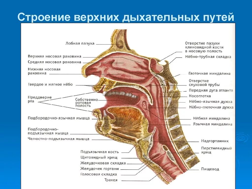 Носовой проход отделен от ротовой полости твердым. Строение носовой полости и трахеи. Носовая полость строение кости. Полость носа анатомия строение. Анатомическое строение верхних дыхательных путей.