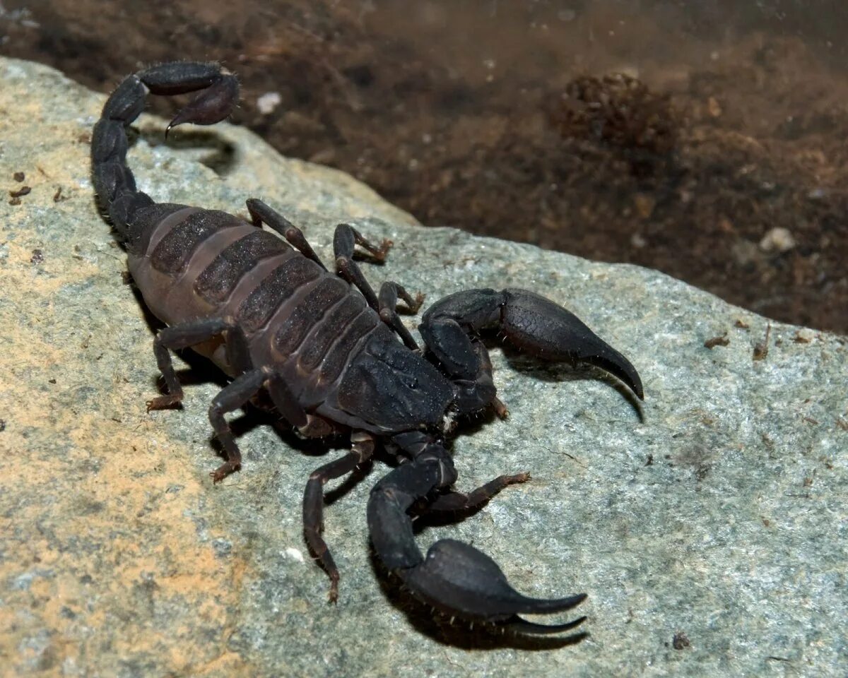 Скорпион тип. Heterometrus cyaneus. арахнид паук-скорпион. стрипедтальский скорпион. euscorpius mingrelicus.