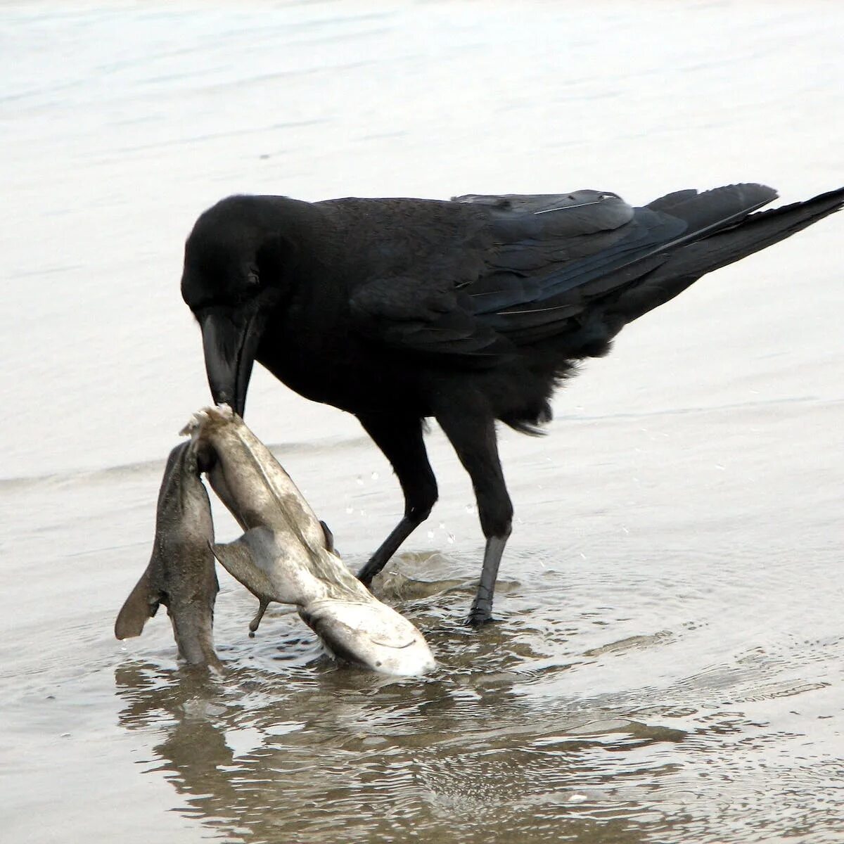 Ядовитый ворон. Ворон сидит. Во сне кормила ворону. Ворон. К чему снится черный ворон.