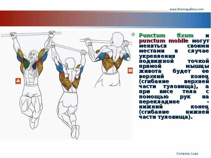 Мышцы при подтягивании на турнике. Мышцы работающие при подтягивании на турнике. Мышцы агонисты при подтягивании на турнике. Мышцы задействованные при подтягивании.