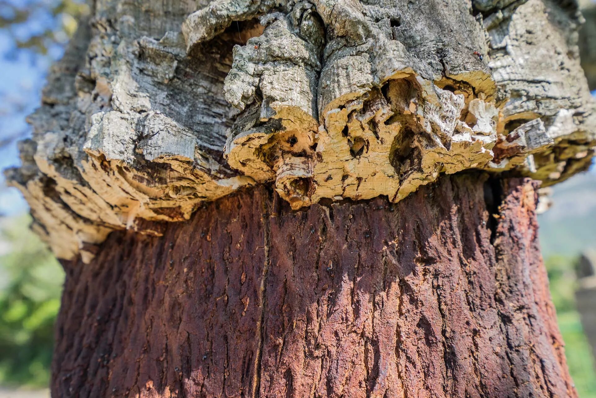 какую кору дуба