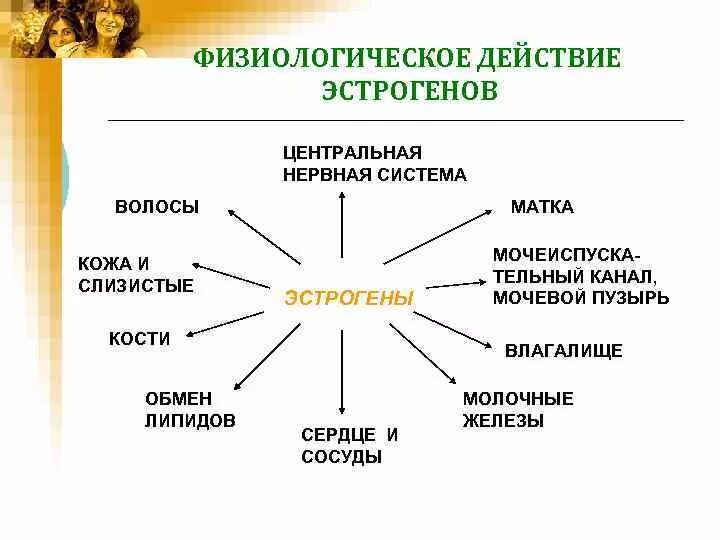 Симптомы повышенного эстрогена у женщин. Эстрогены физиологический эффект. Влияние эстрогенов. Воздействие эстрогенов на организм. Эстрогены влияние на организм.