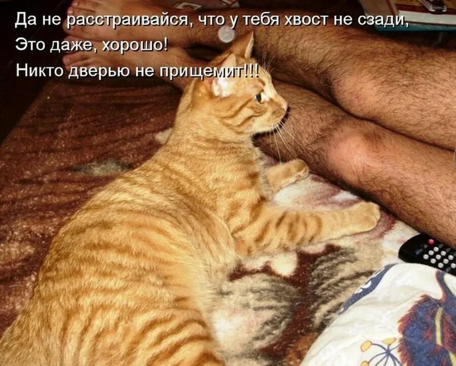 говорящие коты иди на