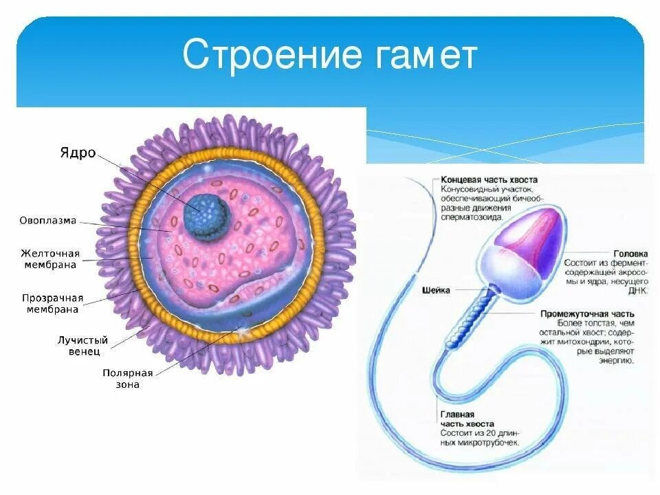 Представители каких классов позвоночных животных крупные яйцеклетки. Строение яйцеклетки и спермия у человека. Строение мужских и женских гамет типы яйцеклеток. Строение яйцеклетки животных. Строение яйцеклетки у жив.