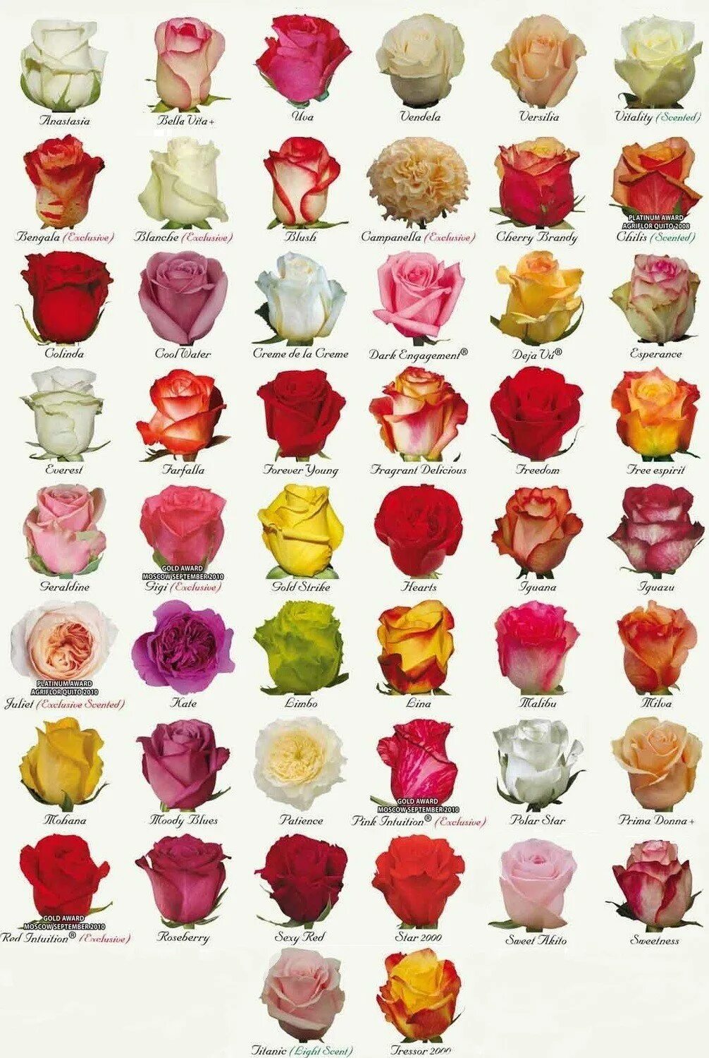 Названия разновидностей роз. Сорта роз срезка Эквадор. Розовые сорта эквадорских роз.