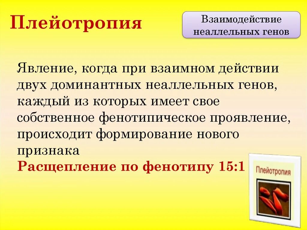 Взаимодействие генов презентация 10 класс. Аллельные и неаллельные взаимодействия генов. Взаимодействие аллельных и неаллельных генов. Плейотропия неаллельных генов. Взаимоотношение неаллельных генов.