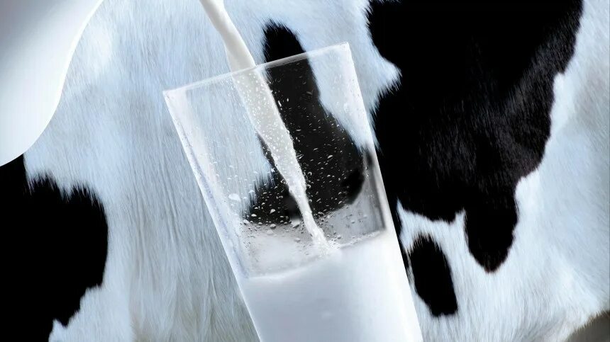 Молоко полученное от коровы 5. Корова молоко. Молоко льется. Парное молоко. Корова для молока.