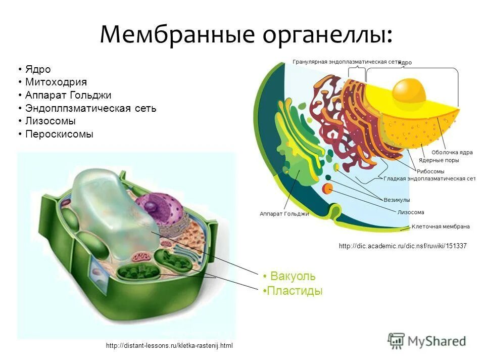 Митохондрии содержат лизосомы