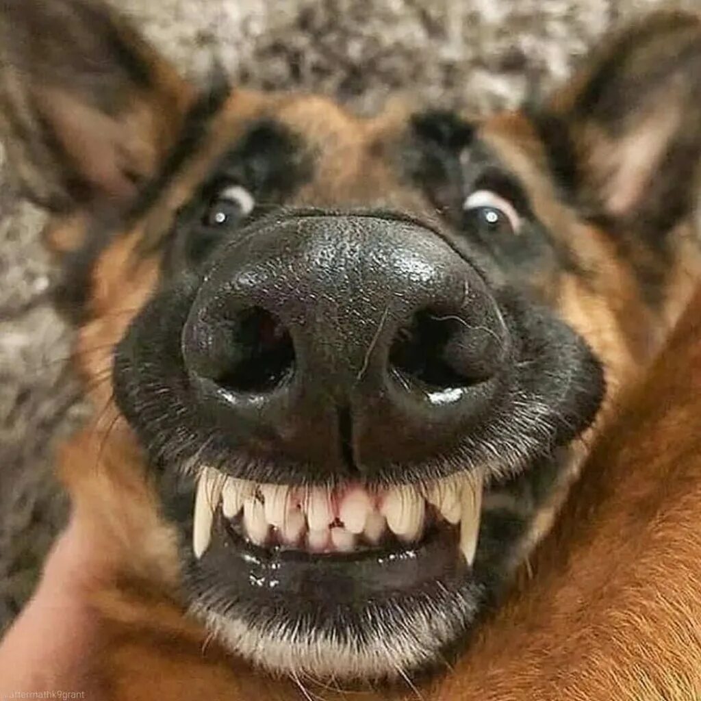 Немецкая овчарка коллаж. Овчарка улыбается. Мухтар собака. Смешные собаки. Немецкая овчарка с гетерохромией.