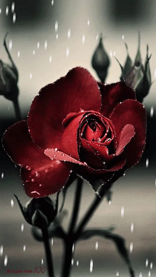 Розочка под. Красивые одинокие розы.