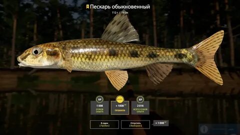 Вьюнок ерш носарь