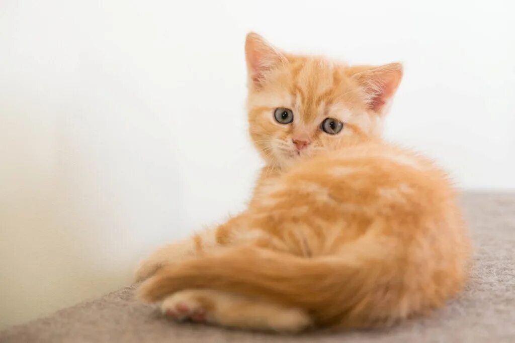 Рыжий кот пикабу. Серый и рыжий котенок. Муркоша рыжие коты. Рыжие коты екатеринбург. Рыжий котенок с голубыми глазами.