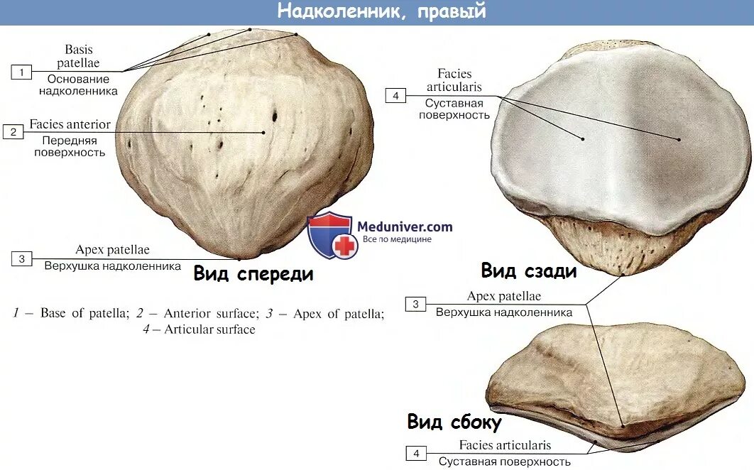 Анатомия надколенника