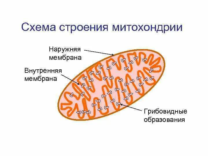 Функции мембраны митохондрий. Внешняя мембрана митохондрий. мембранах крист митохондрий. схема строения митохондрии.