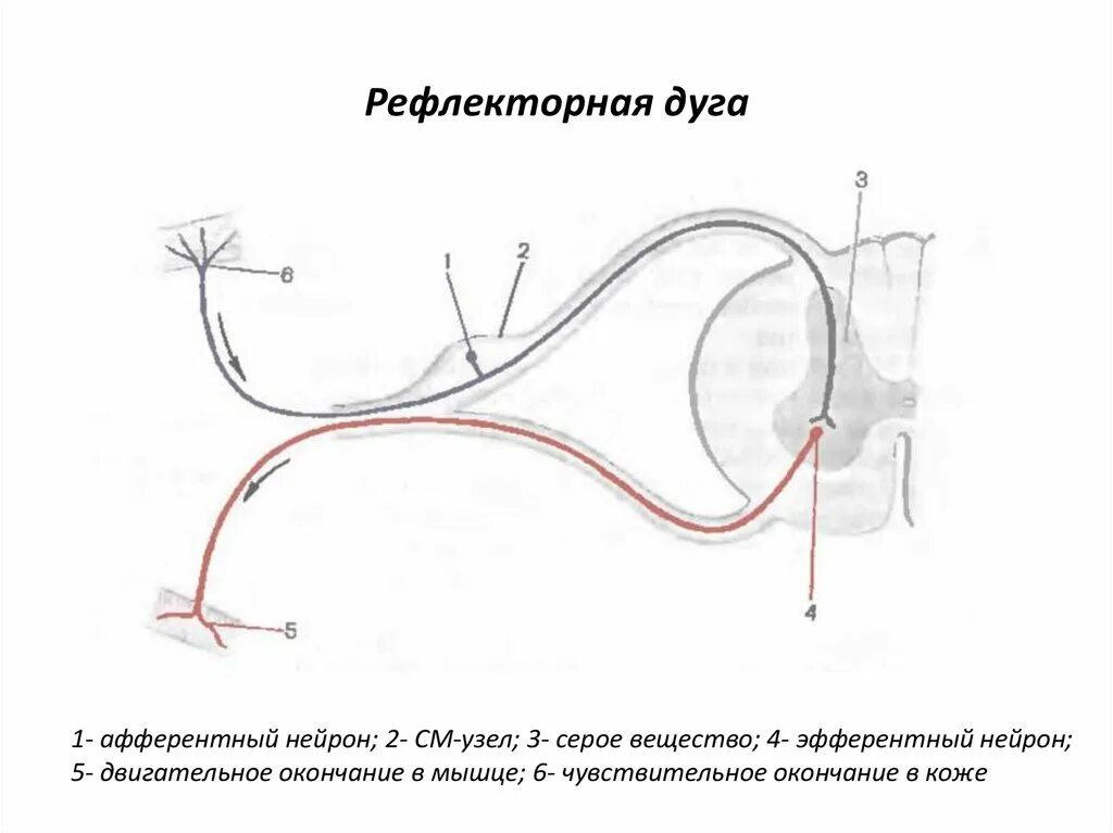 Рефлекторная дуга коленного рефлекса. Схема рефлекторной дуги сухожильного спинального рефлекса. Схема рефлекторной дуги коленного рефлекса 5 звеньев. Изображение рефлекторной дуги коленного рефлекса.