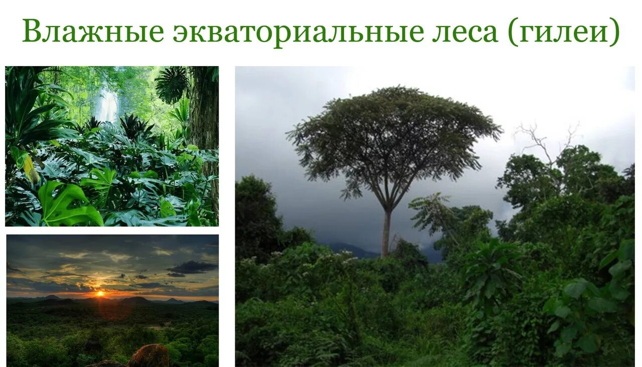 Мир влажности. Влажный экваториальный лес Африки растения. Растительный мир влажных экваториальных лесов Южной Америки. Влажные экваториальные леса Гилея растительность.