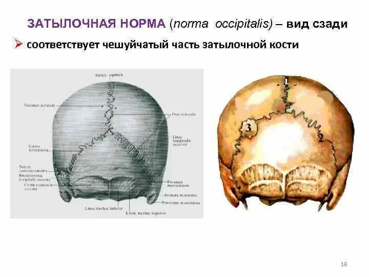 Череп задняя часть