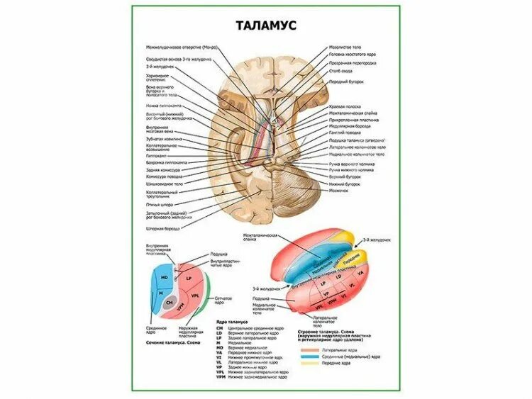 Строение и функции таламуса. Таламус анатомия. таламус строение и функции. ядра подушки таламуса. таламус анатомические особенности.
