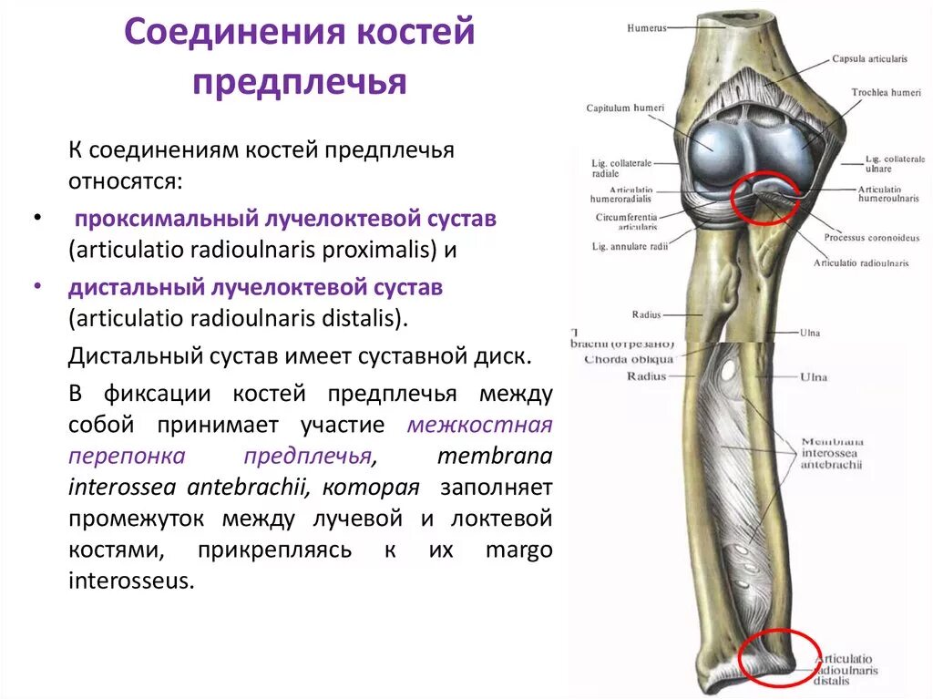 Дистальный Луче локтевой сустав. Соединение костей верхних конечностей локтевой сустав. Локтевой сустав строение анатомия костей. Дистальный лучелоктевой сустав характеристика. Кости предплечья соединение