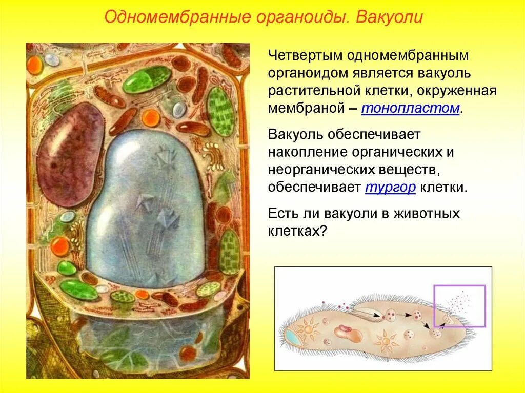 Вакуоли это одномембранный органоид. Вакуоль это мембранный органоид или нет. Вакуоль тонопласт. Какая вакуоль в растительной клетке