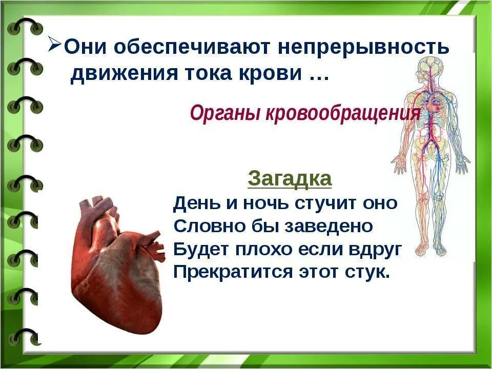Кровеносная система человека. Факты о кровеносной системе. Загадки про органы человека. Факты о системе органов человека.