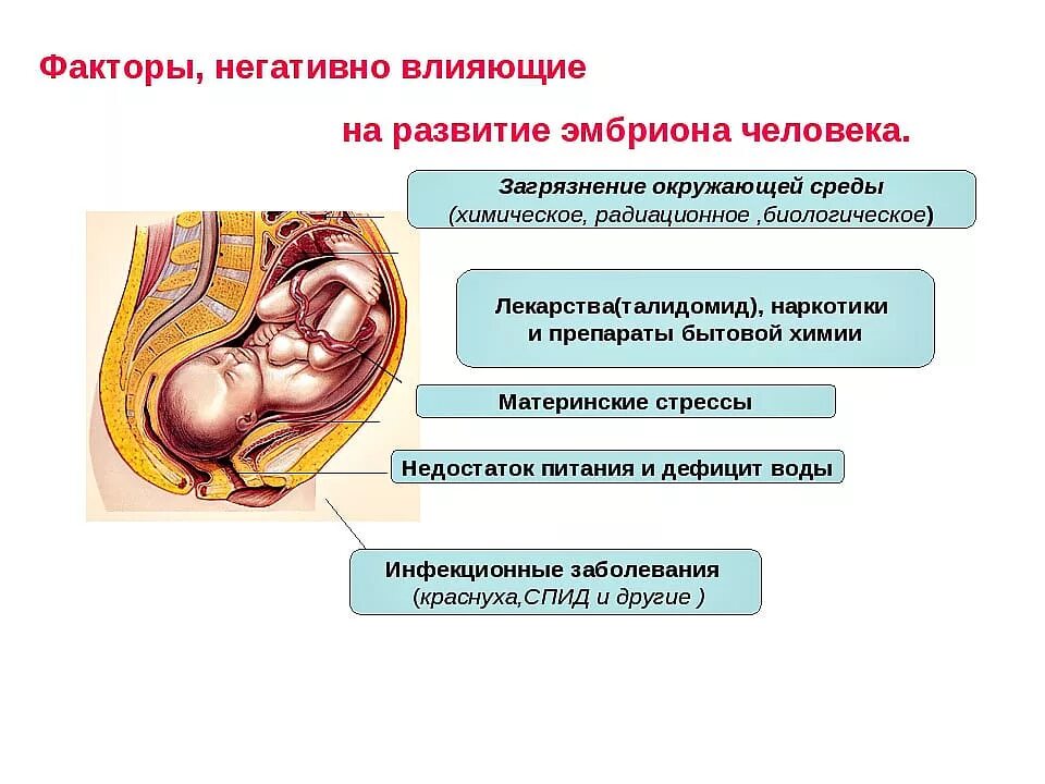 Факторы оказывающие неблагоприятное воздействие на плод. Вредные факторы, влияющие на формирование плода.. Факторы негативно влияющие на развитие эмбриона. Влияние вредных факторов на развитие эмбриона. Беременность и роды биология 8
