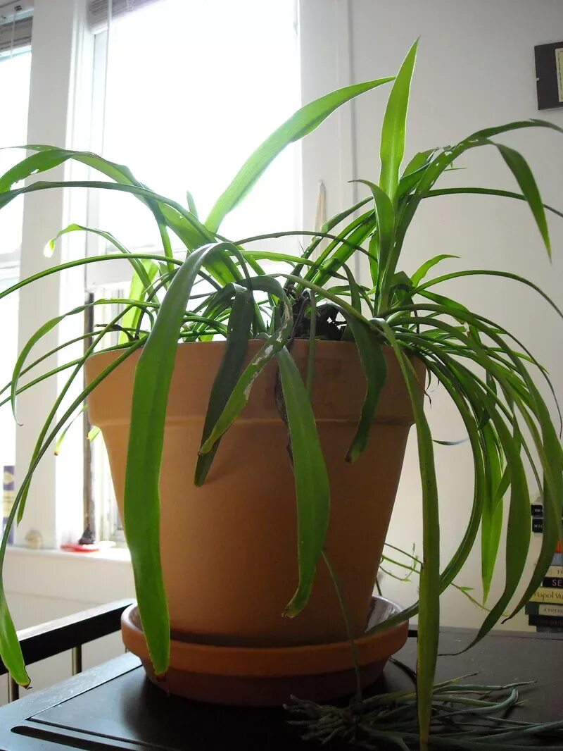 Сколько живут комнатные. Chlorophytum.