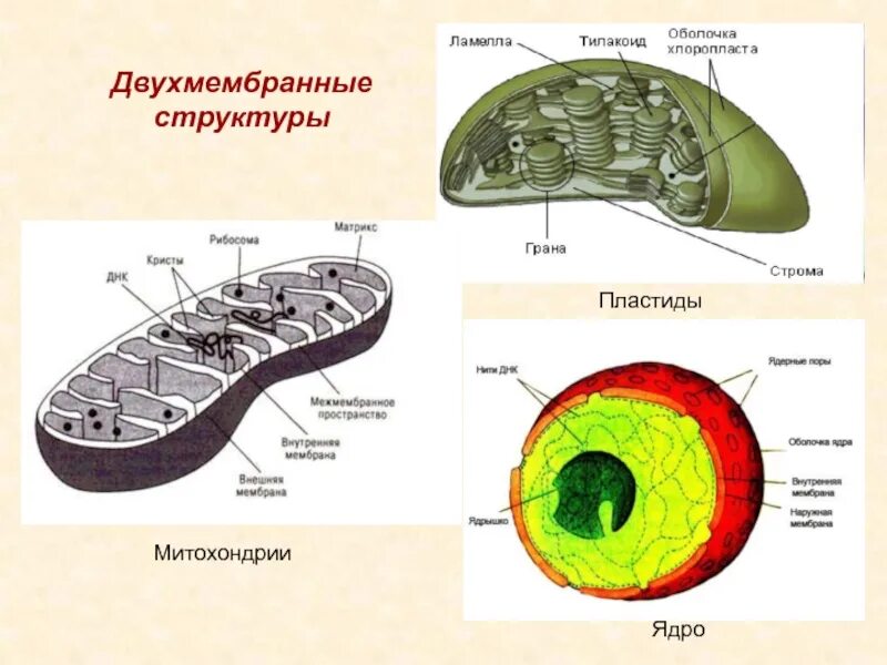 Ядро митохондрии пластиды. Место нахождения в клетке днк и рнк. Клетка, органоиды клетки, ядро. Ядро митохондрии пластиды. Двумембоанные структуры.