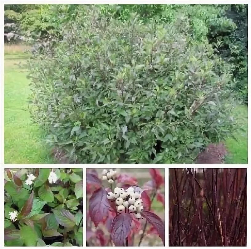 Дерен cornus alba “kesselringii”,. Дерен белый (cornus alba `kesselringii`). Дёрен белый kesselringii. Дерен белый кессельринги. Дерен кессельринги фото и описание.
