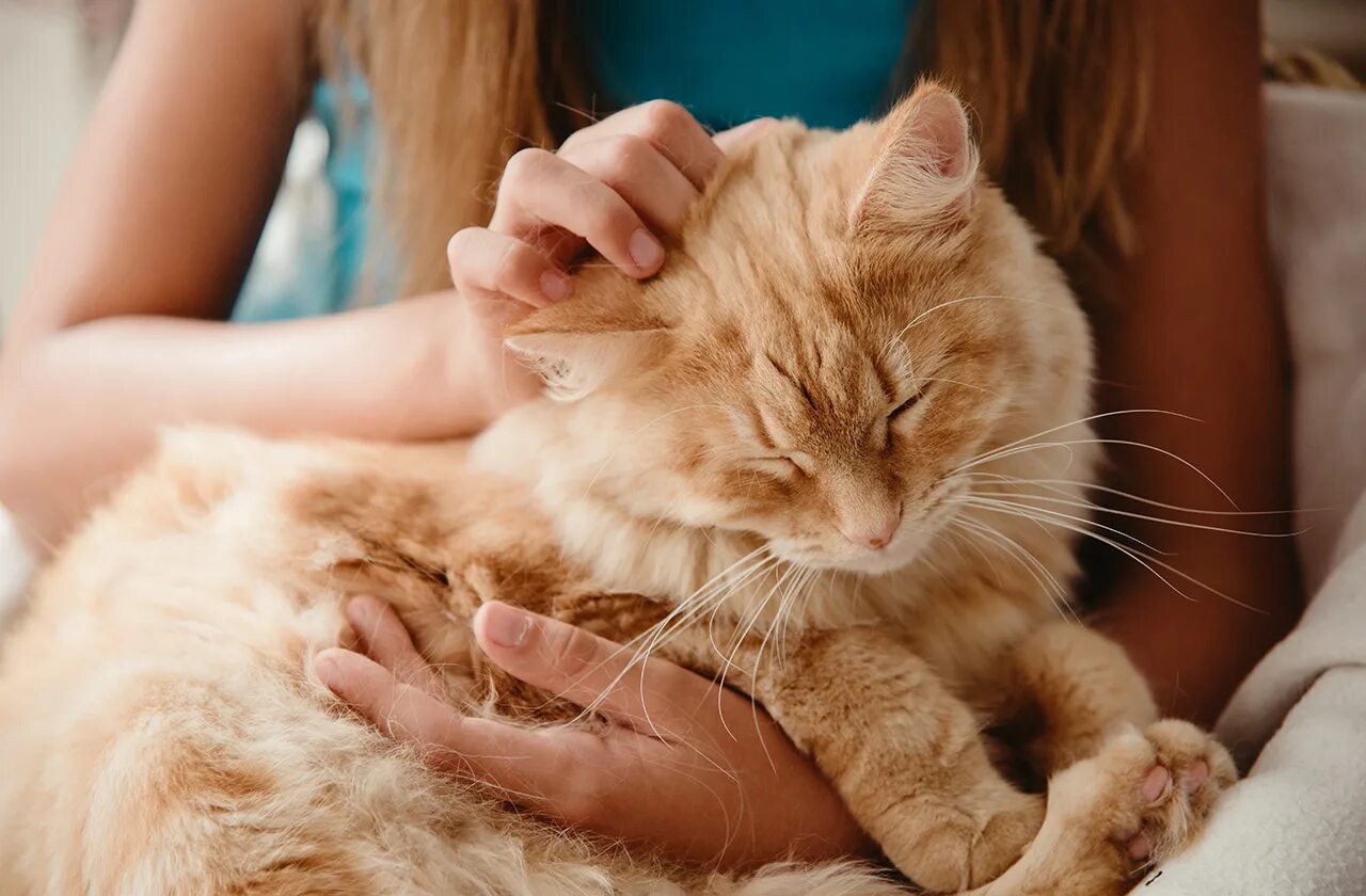 Дом счастливых кошек. Гладить кошку. Рука гладит кошку. Кошку глядят. Рыжий кот на руках.