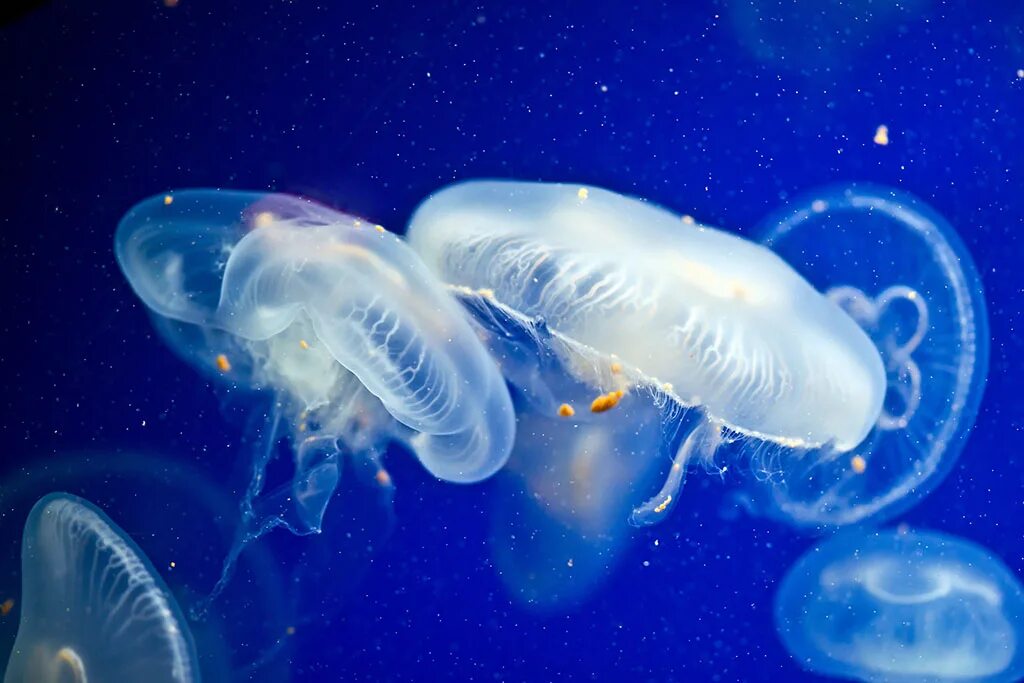 медуза воскрешение медузы 2015. морская оса медуза. авторы медузы. медуза композиция. медуза картина.