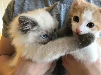 Скачай cat friend