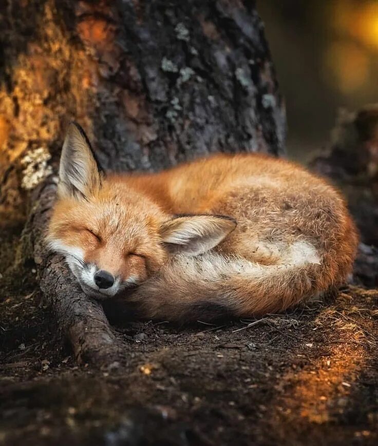 Финский фотограф Осси Сааринен. Лесные животные. Спящий Лис. More foxes