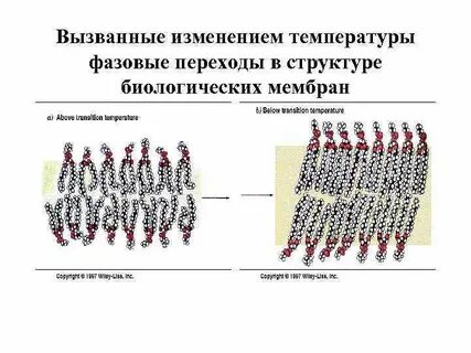 Состояния мембраны