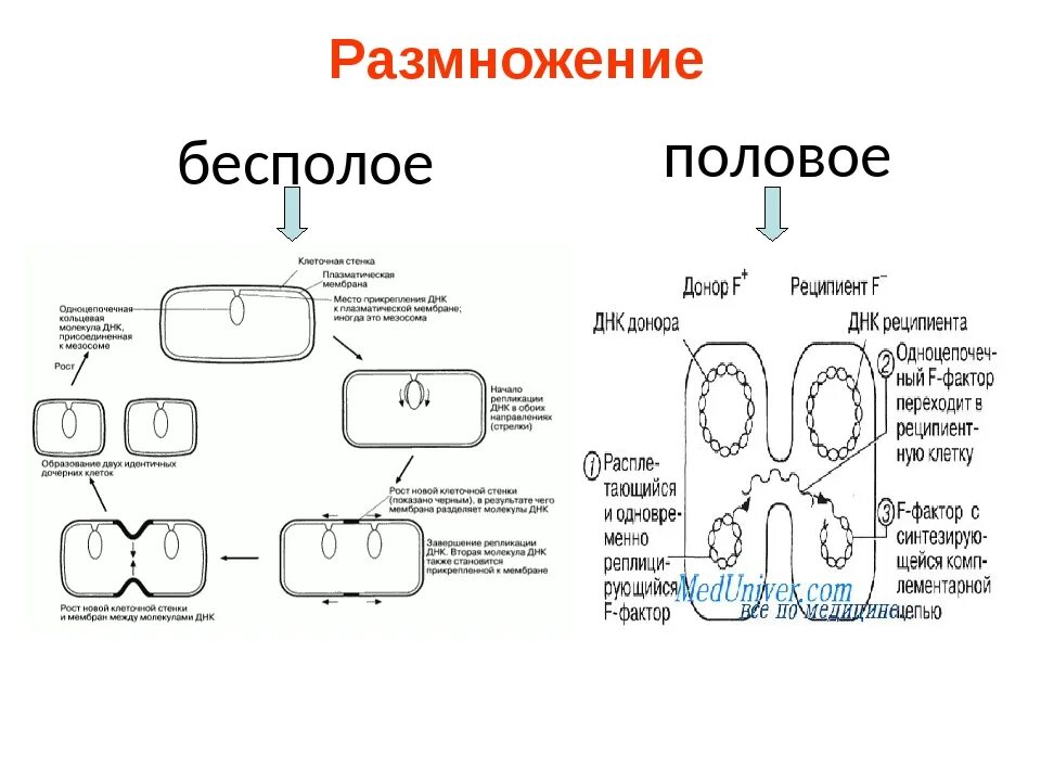 Как размножается клетка 5 класс