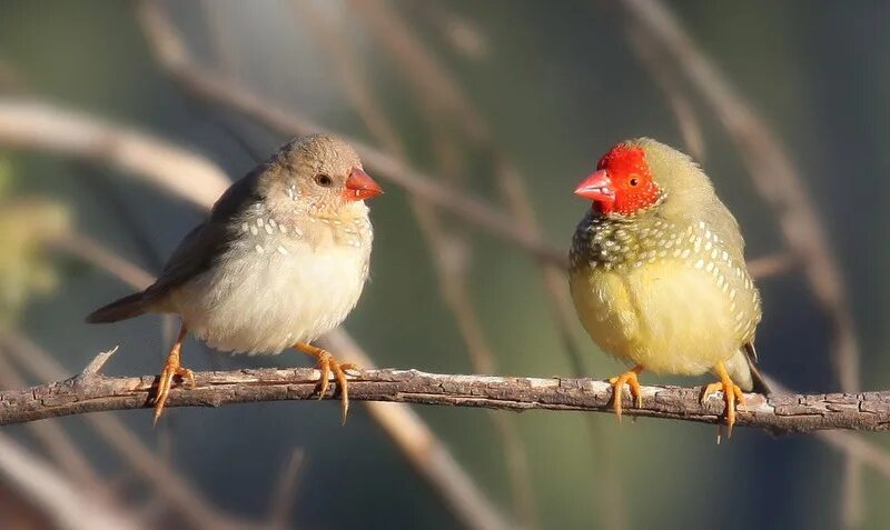 Птичка зебровая амадина. Волнистый астрильд. Тростниковые астрильды. Вьюрковые ткачики. Масковый ткач птица.