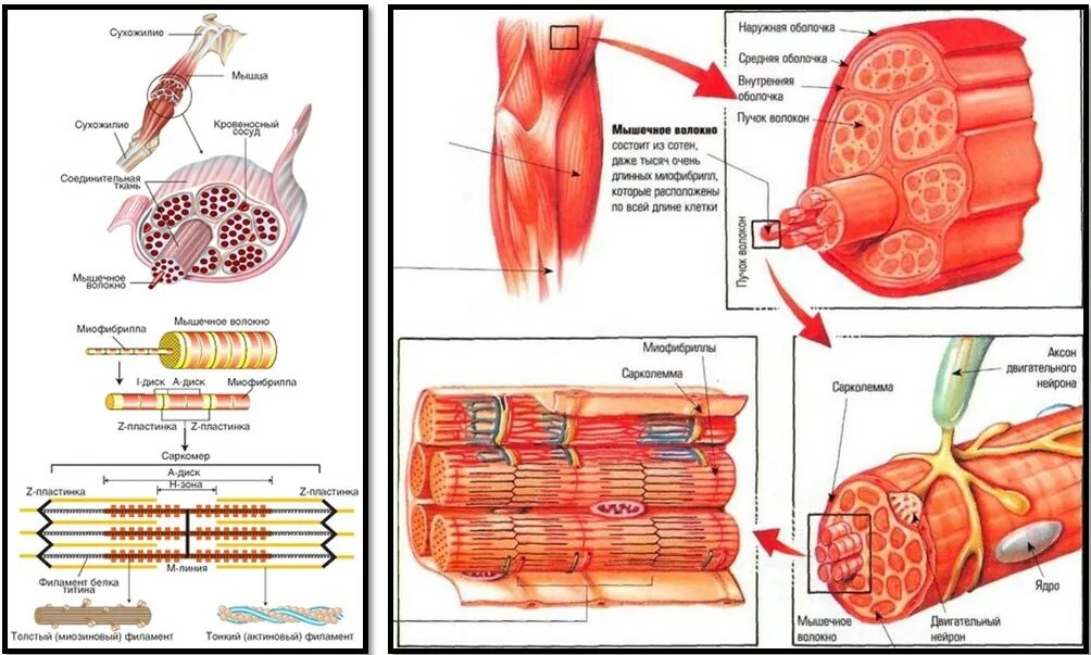 Последовательность мышечных элементов. Типы мышечных волокон скелетной мышечной ткани. Мышечная гладкая строение. Скелетное мышечное волокно строение. Миофибрилла скелетного мышечного волокна.