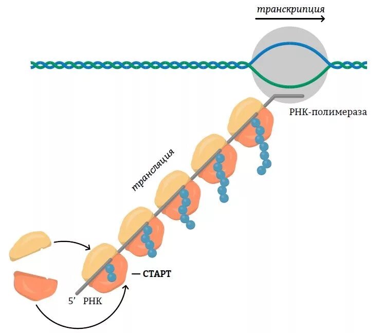 Образование новой днк. Строение МРНК прокариот. Структура МРНК эукариот. Структура МРНК прокариот. Транскрипция и трансляция у прокариот.