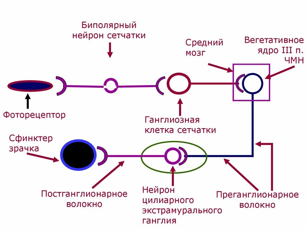 Рефлекторная дуга условного зрачкового рефлекса. Схема организации зрачкового рефлекса. Схема рефлекторной дуги зрачкового рефлекса. Иннервация зрачкового рефлекса.