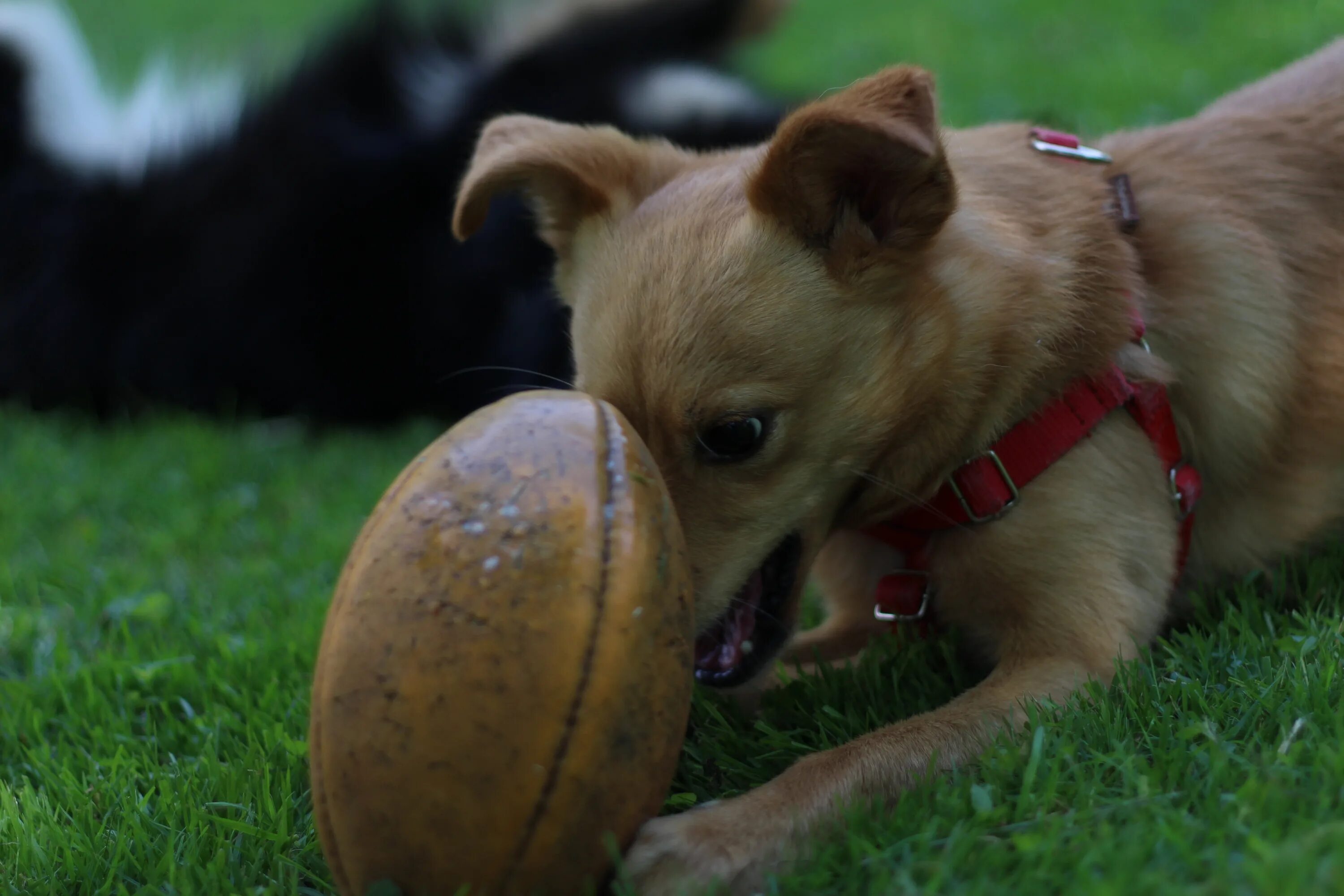 Включи собачий новый. Собака с мячиком. Щенок с мячом. Собака играет с мячом. Мяч для собак.