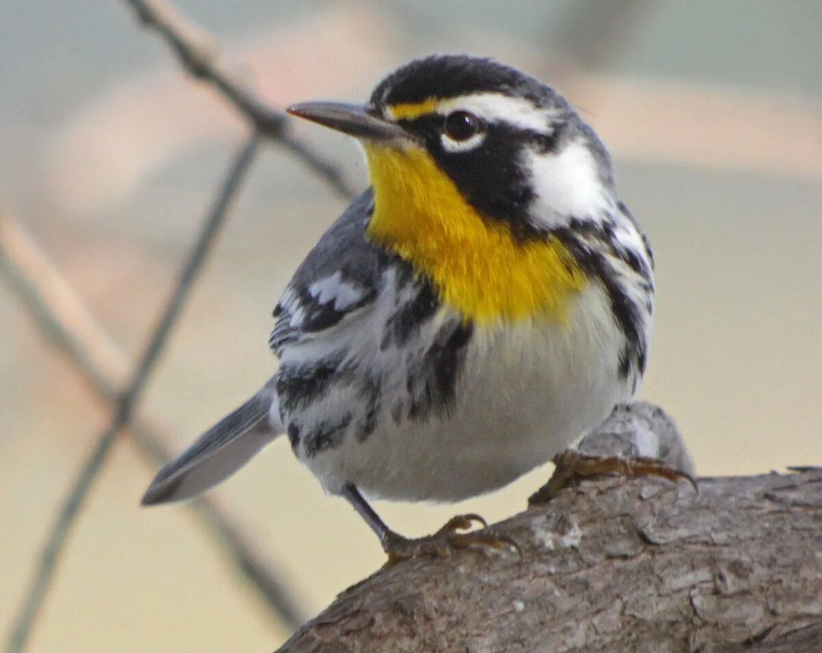 Птица с желтым пятном. Желтогрудая трясогузка. Yellow Warbler птица. Трясогузка Иволга. Желтенькая птичка с черной грудкой.