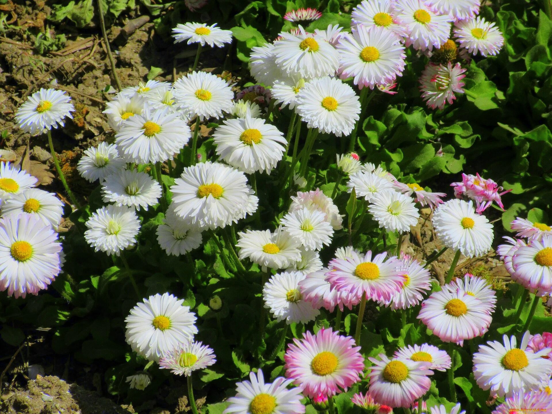 Платье из маргариток. Дольче габбана платье ромашка белая. Платье из маргариток сюжет. Греческая маргаритка. Маргаритка махровая white.