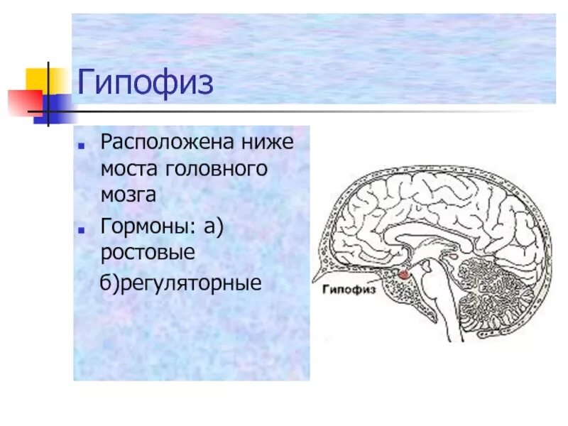 Гипофиз передний мозг. Гипофиз топография гормоны. Гипофиз топография строение функции. Расположение гипофиза в головном мозге. Строение гипофиза человека.