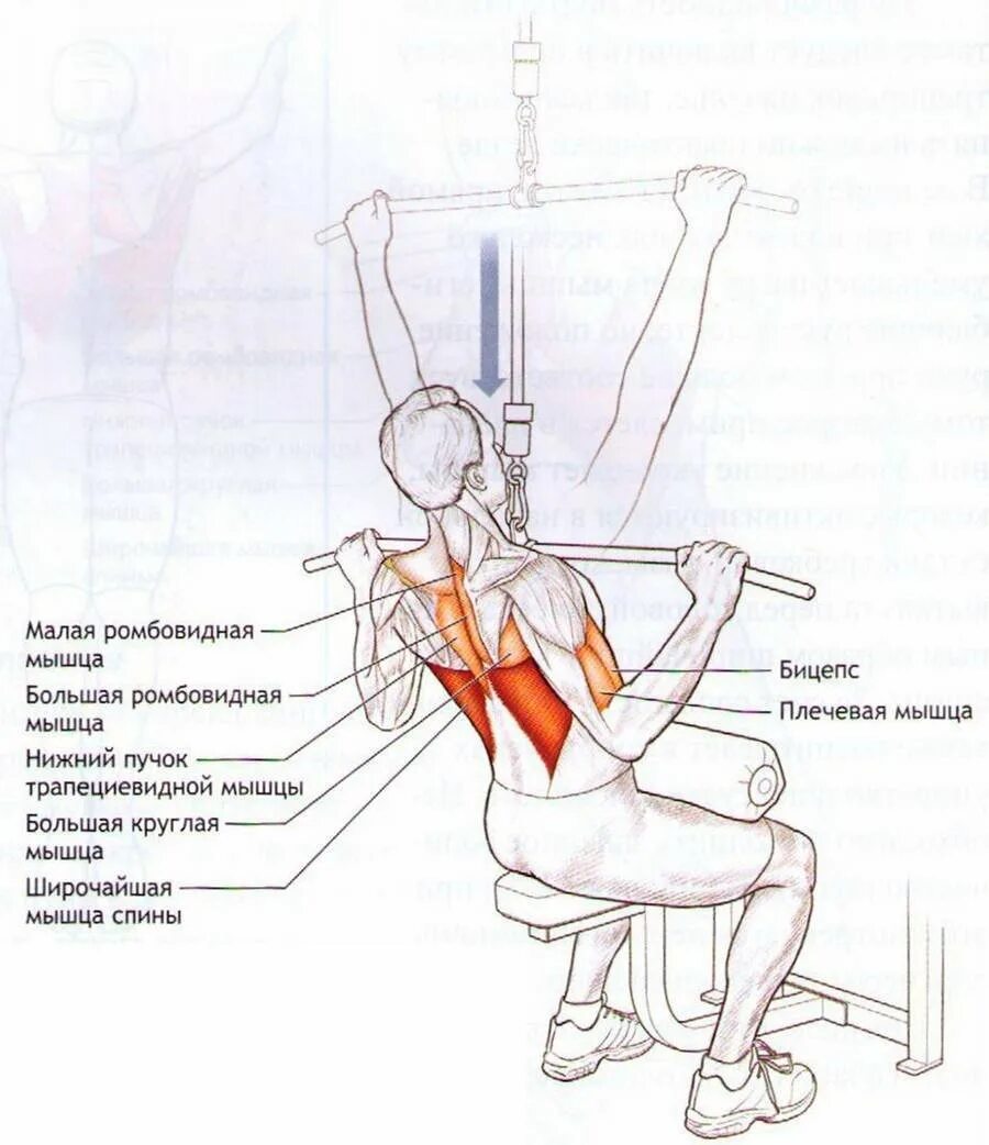 Вертикальная тяга верхнего блока широким хватом. Тяга вертикального блока на грудные мышцы. Тяга верхнего блока широким хватом блока. Тяга верхнего блока мышцы антагонисты.