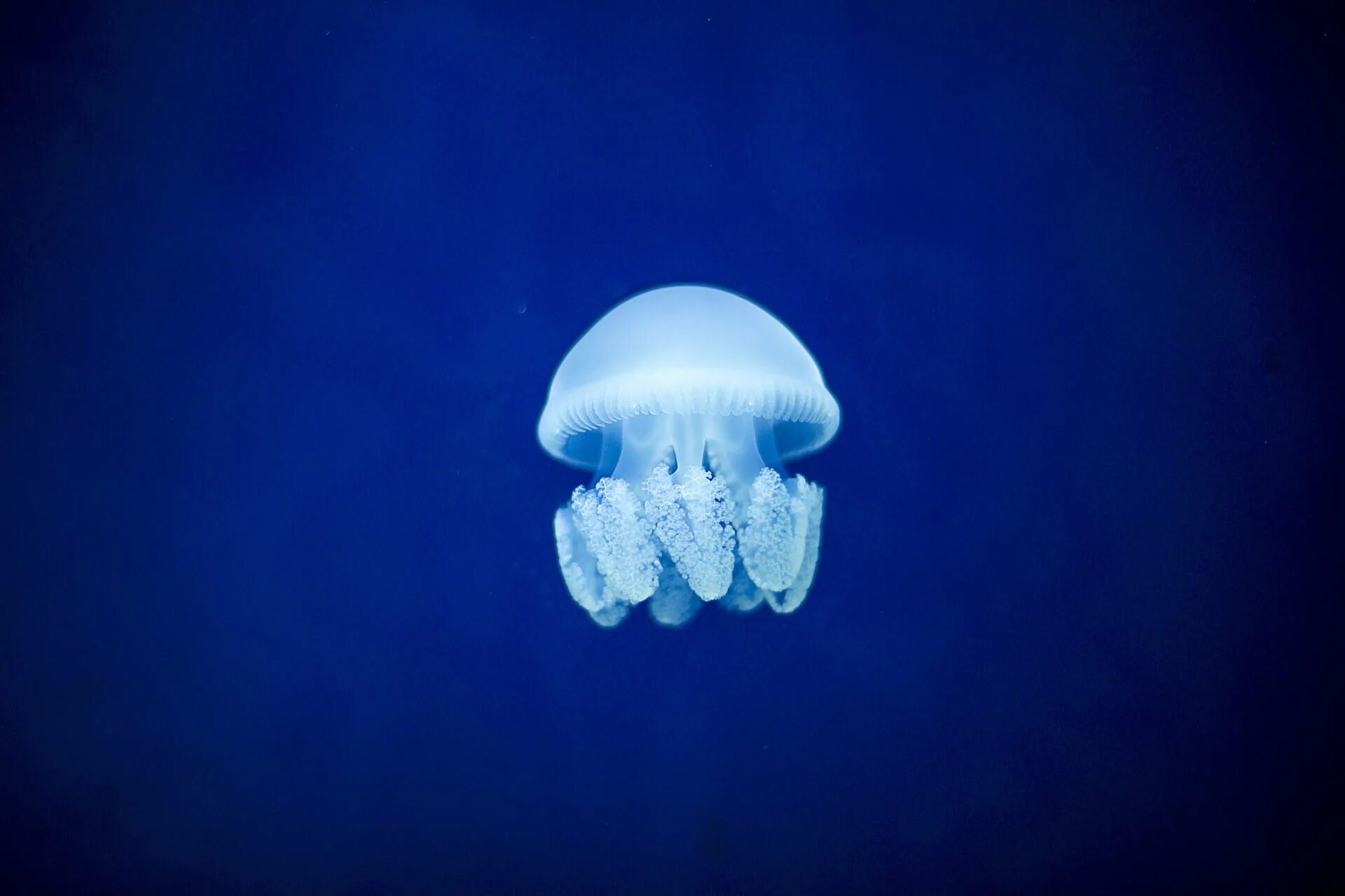 Медуза апа. Scyphozoa сцифоидные медузы. Gigantea медуза. Пурпурополосая медуза. Кишечнополостные медузы.