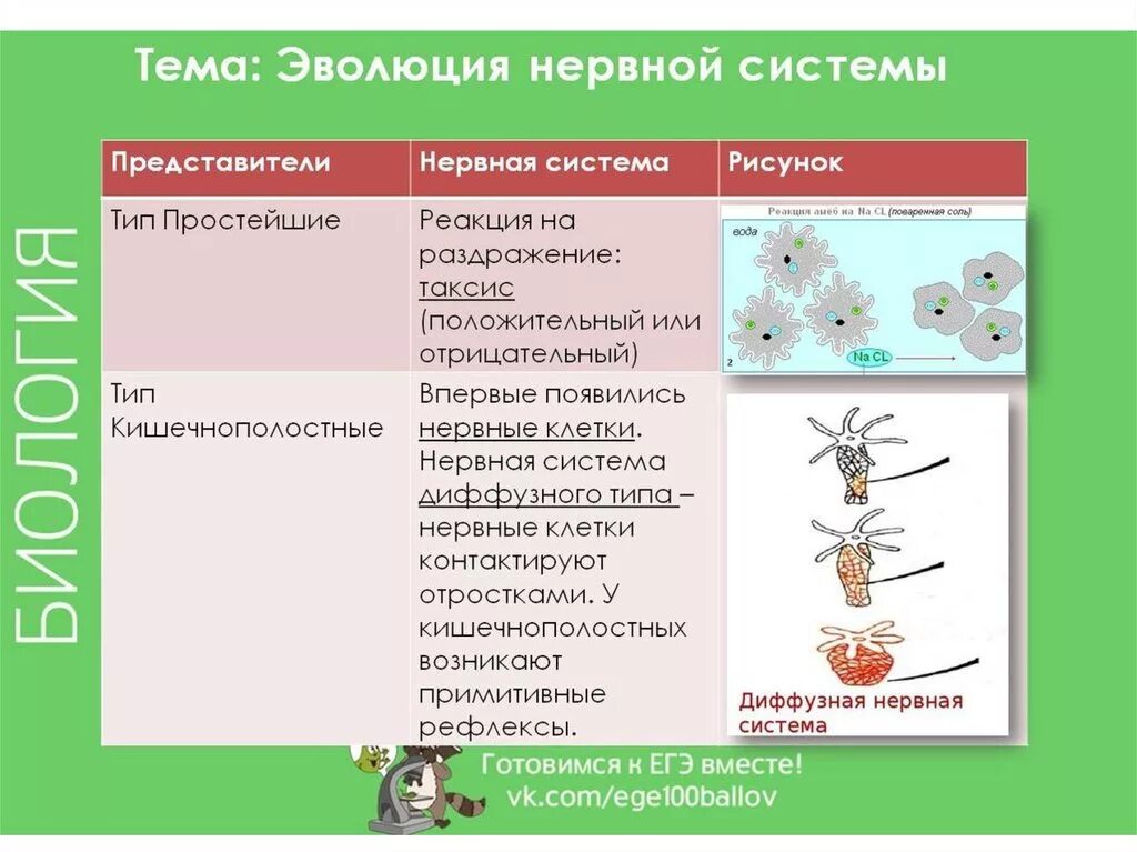 Типы развития животных биология 8 класс. Нервная система животных таблица. Развитие нервной системы у животных таблица. Типы нервной системы биология. Эволюция нервной системы у животных таблица.