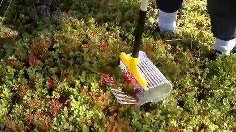Rake flowers