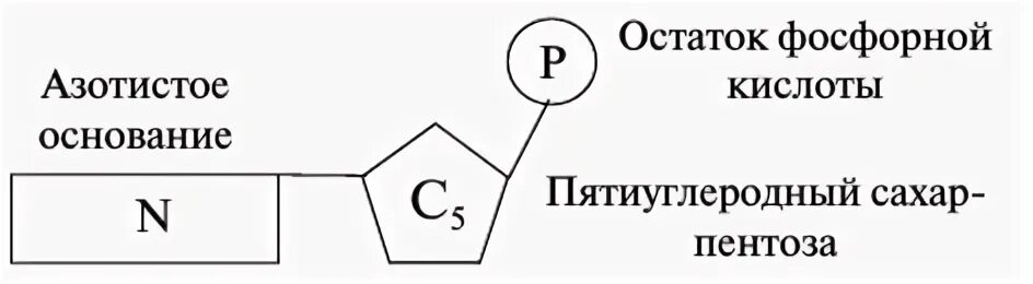 Содержит 2 остатка фосфорной кислоты. Содержит 2 остатка фосфорной кислоты