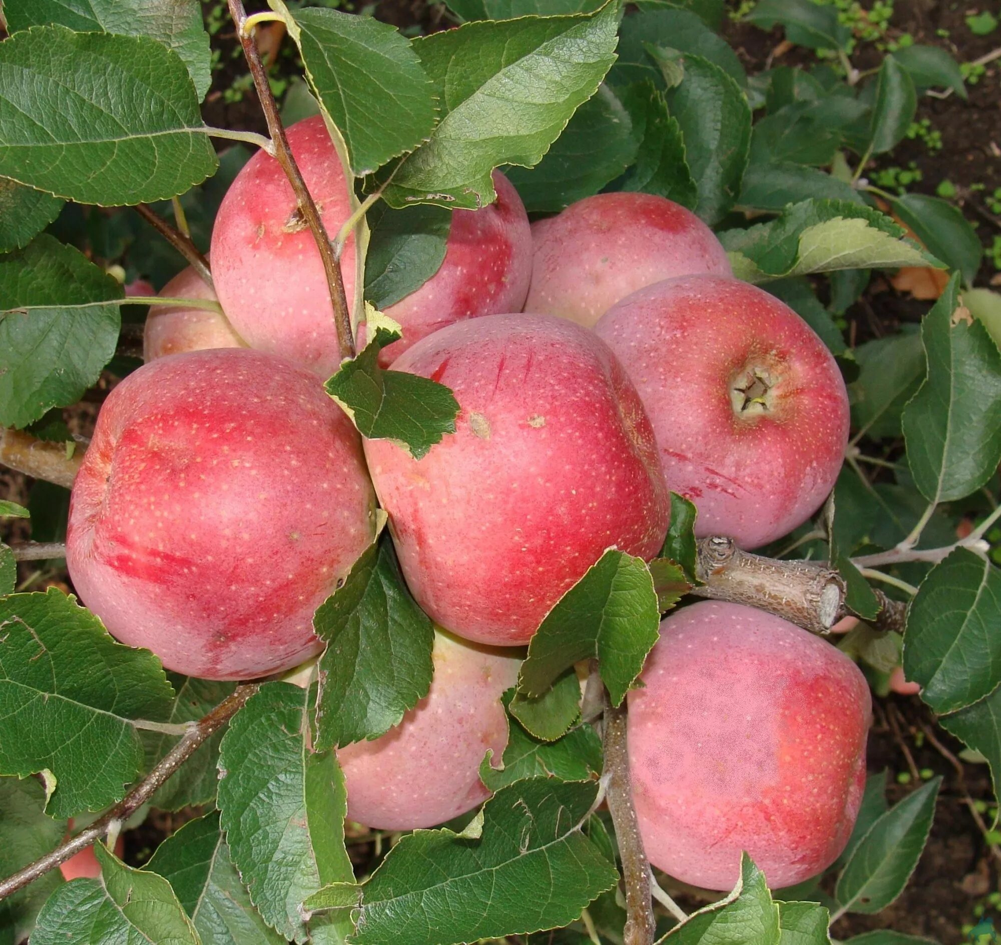 Сорт аполлон. Сорт яблони кариот. Яблоня дачная. Сорт аполлон. Яблоня сорт аврора.