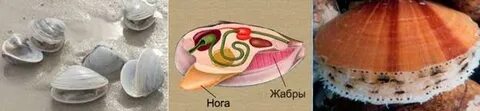 Органы гребешка
